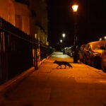 Ein Fuchs streift durch eine Wohnsiedlung einer Großstadt und überquert einen Fußweg