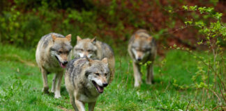 Ein Wolfsrudel mit vier verschiedenen Wölfen ist im Wald unterwegs. Die Tiere laufen über eine grüne Wiese und kommen aus dem Dickicht. Sie laufen entspannt, ohne ein bestimmtes Ziel vor Augen zu haben.