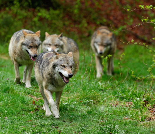 Ein Wolfsrudel mit vier verschiedenen Wölfen ist im Wald unterwegs. Die Tiere laufen über eine grüne Wiese und kommen aus dem Dickicht. Sie laufen entspannt, ohne ein bestimmtes Ziel vor Augen zu haben.