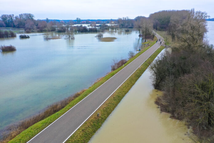 Das Hochwasser am Rhein bei Karlsruhe steigt immer weiter an neben einer Straße und den Bäumen
