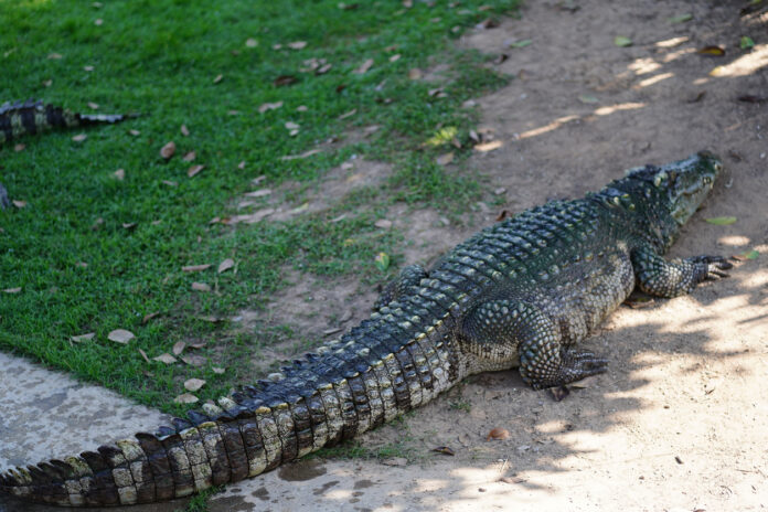 Ein Krokodil krabbelt über den Boden, an der Seite befindet sich Gras