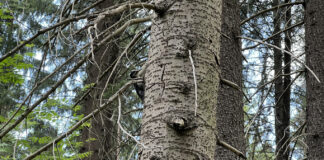 Specht an einem Baum