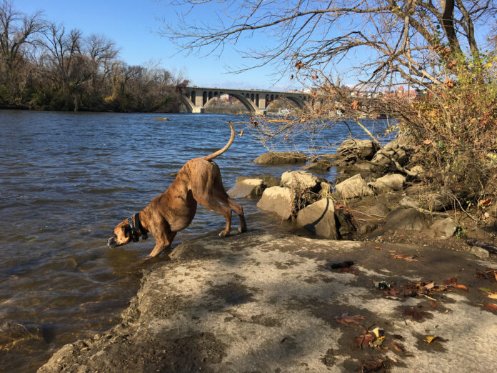 Ein Hund trinkt aus einem Fluss.