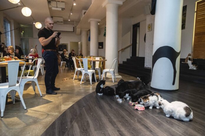 Ein Mann steht in einem Katzencafe und fotografiert die Katzen dabei, wie sie aus den Schüsseln nebeneinander fressen