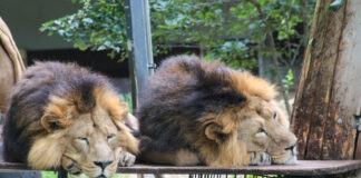 Zwei Löwen dösen auf einem Brett in ihrem Gehege in der Wilhelma
