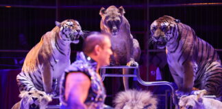Ein Dompteur führt eine Show mit Tigern und Löwen in einem Zirkus auf.