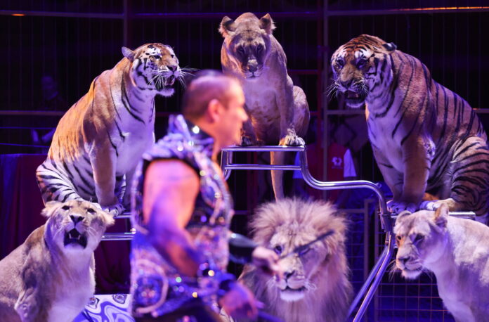 Ein Dompteur führt eine Show mit Tigern und Löwen in einem Zirkus auf.