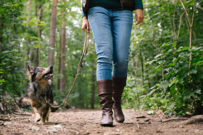 Eine Frau geht mit ihrem Hund im Wald Gassi.