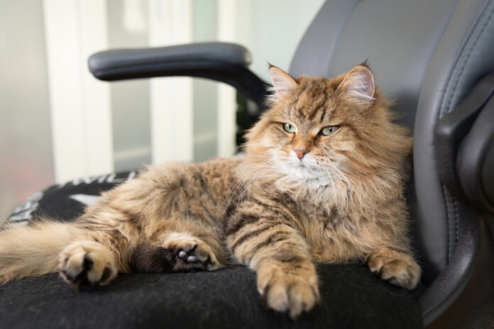 Eine Katze liegt entspannt auf einem Bürostuhl.