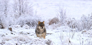 Ein Wolf befindet sich in einer schneebedeckten Landschaft zwischen ein paar Büschen.