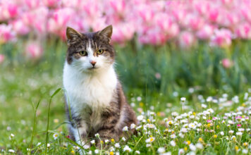 Eine Katze sitzt im Gras in einem Garten.
