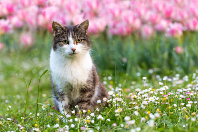 Eine Katze sitzt im Gras in einem Garten.