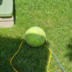 Ein Tennisball liegt im Garten auf dem Rasen