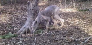 Ein unheimlicher Wolf wurde in einem Wald in Brandenburg gefilmt.