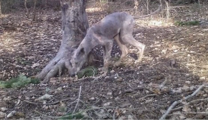Ein unheimlicher Wolf wurde in einem Wald in Brandenburg gefilmt.