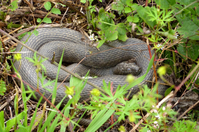 Eine Äskulap-Schlange im Gebüsch.