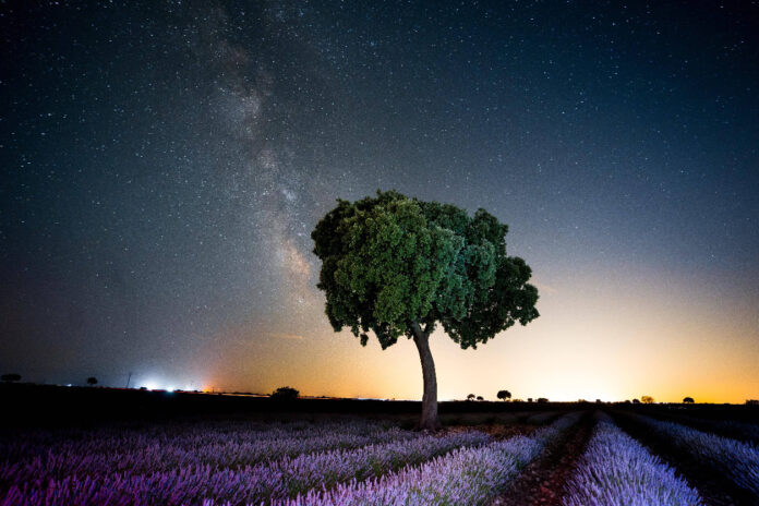 Ein Baum auf einer Lavendel-Wiese. Es ist Dämmerung oder bereits nachts. Am Horizont scheint ein Lichtstreif. Am Himmel bahnt sich eine Sternenexplosion an.