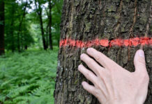 Ein Baum im Wald mit einer roten Baum-Markierung.