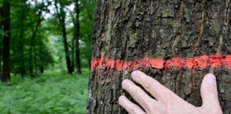 Ein Baum im Wald mit einer roten Baum-Markierung.