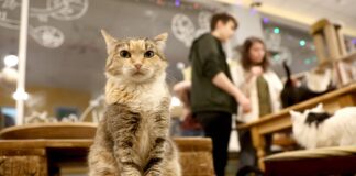 Eine Katze sitzt in einem Katzencafe und schaut direkt in die Kamera, im Hintergrund sind Kunden