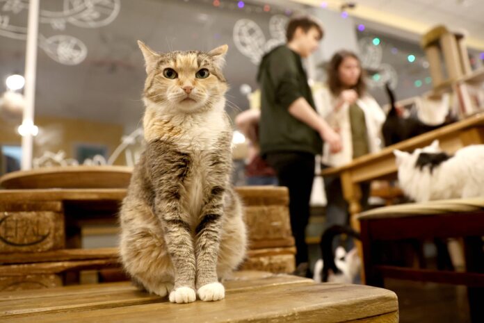Eine Katze sitzt in einem Katzencafe und schaut direkt in die Kamera, im Hintergrund sind Kunden