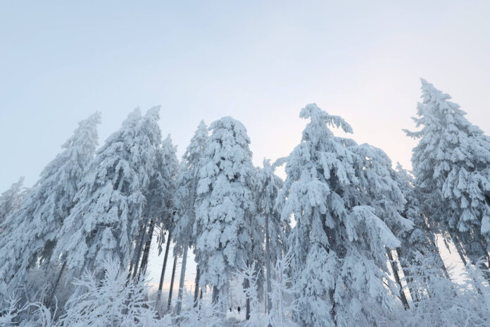 Eine Reihe von schneebedeckten Bäumen in der Eiszeit