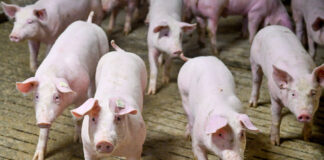 Ein paar Schweine in einem Schweinstall, die für die Fleischproduktion gezüchtet werden.