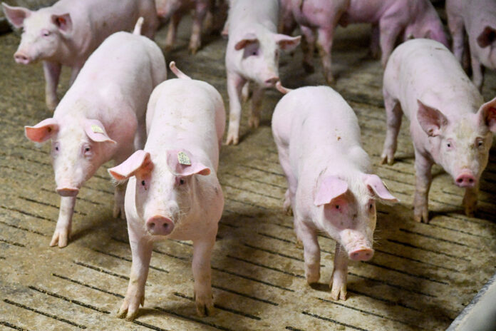 Ein paar Schweine in einem Schweinstall, die für die Fleischproduktion gezüchtet werden.