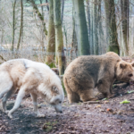 Bären im Wald in einem Wildpark in Baden-Württemberg