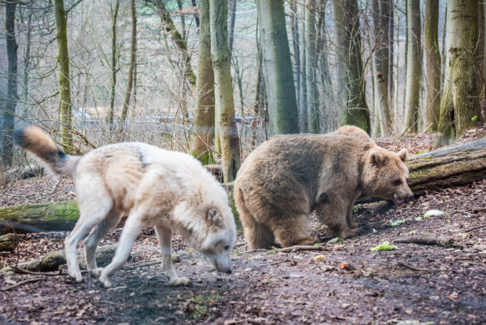 Bären im Wald in einem Wildpark in Baden-Württemberg