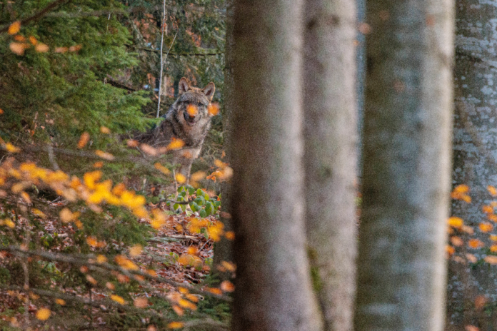 Ein Wolf im bayrischen Wald