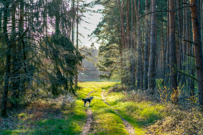 Ein Hund steht in einem Wald auf einem Pfad.