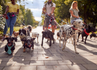 Eine Gruppe von Menschen gehen mit ihren Hunden verschiedene Hunderassen Gassi