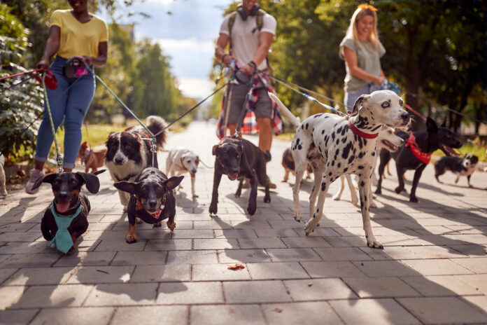 Eine Gruppe von Menschen gehen mit ihren Hunden verschiedene Hunderassen Gassi