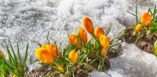 Orange Krokusse blühen durch den Schnee.