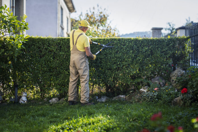 Ein alter Mann trimmt mit einer Heckenschere eine Hecke im Garten.