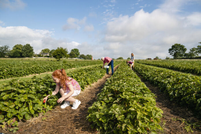 Ein Mädchen mit roten Haaren hockt auf einem Erdbeerfeld, um Erdbeeren zu pflücken. Im Hintergrund sind weitere Erwachsene dabei, die Früchte einzusammeln.