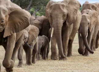 Elefanten ziehen als Herde umher.