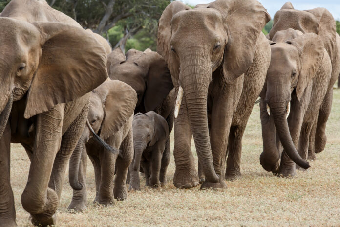 Elefanten ziehen als Herde umher.