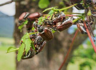 Viele Käfer an einem Baum.