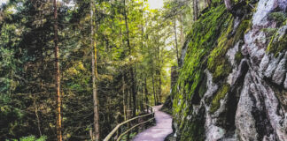 Ein Weg, der durch den Wald durch viele Bäume führt und asphaltiert ist. Auf der rechten Seite sieht man eine mit Moos und Gräsern bewachsene Felswand, auf der linken Seite stehen meterhohe Bäume.