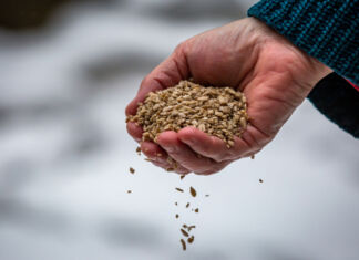 Eine Männerhand hält im Winter eine Hand voll Samen, wahrscheinlich um Tiere beim Überwintern zu helfen. Im Hintergrund sieht man einen Schnee bedeckten Boden.