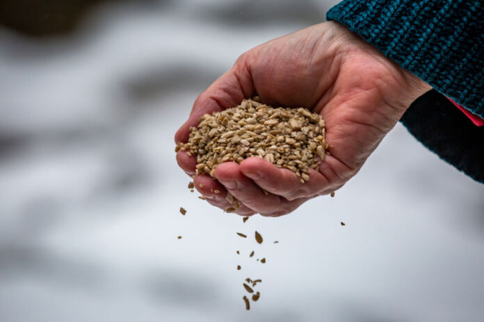 Eine Männerhand hält im Winter eine Hand voll Samen, wahrscheinlich um Tiere beim Überwintern zu helfen. Im Hintergrund sieht man einen Schnee bedeckten Boden.