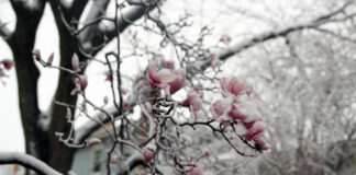 Ein Baum mit Blüten ist mit Schnee und Frost bedeckt.