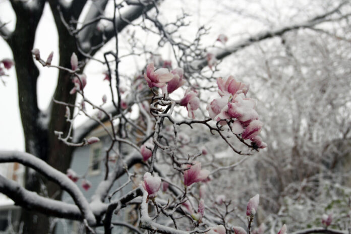 Ein Baum mit Blüten ist mit Schnee und Frost bedeckt.