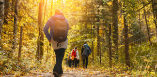Ein paar Wanderer laufen durch einen Wald und unternehmen einen Spaziergang. Sie tragen Rucksäcke und Jacken. Das Wetter ist gut, die Sonne scheint und die Bäume erstrahlen in saftigem Grün.