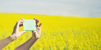 Eine Person steht auf einem Feld mit gelben Blumen. Sie schießt ein Foto mit ihrem Handy.