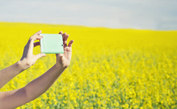 Eine Person steht auf einem Feld mit gelben Blumen. Sie schießt ein Foto mit ihrem Handy.