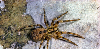Eine Nosferatu-Spinne auf einem Steinboden.