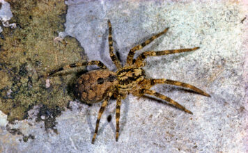 Eine Nosferatu-Spinne auf einem Steinboden.